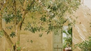 Planter un olivier près d’une maison