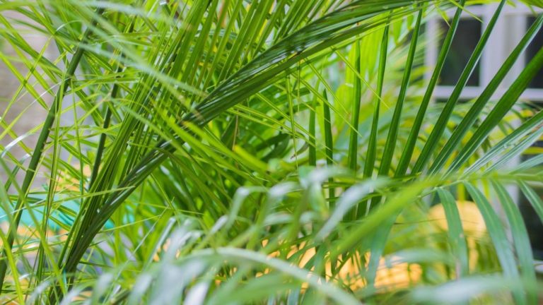 Entretenir un palmier Areca