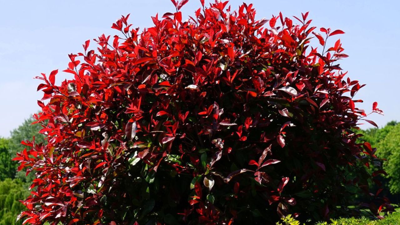 Bouturer un photinia