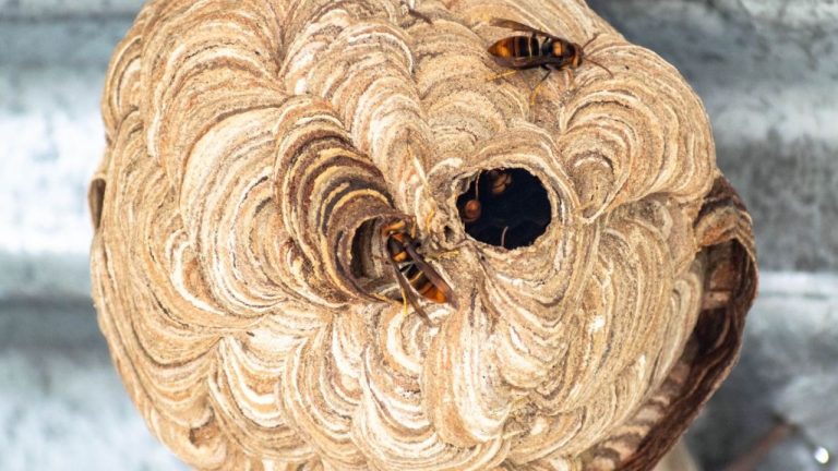 Nid de guêpes sous une toiture