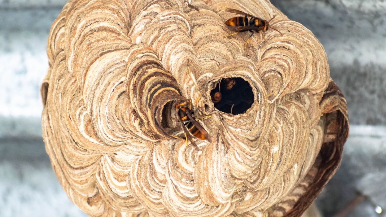 Nid de guêpes sous une toiture