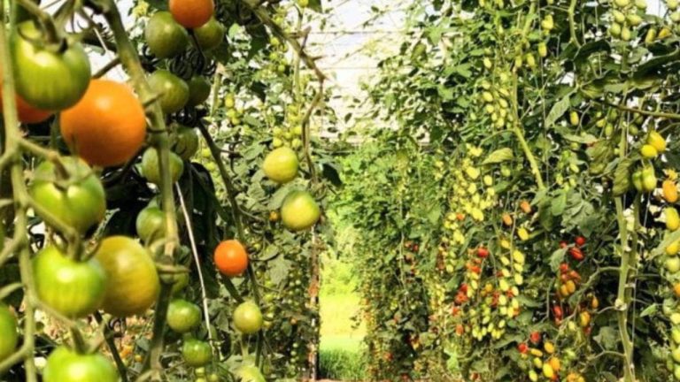 Fabriquer un toit pour tomates
