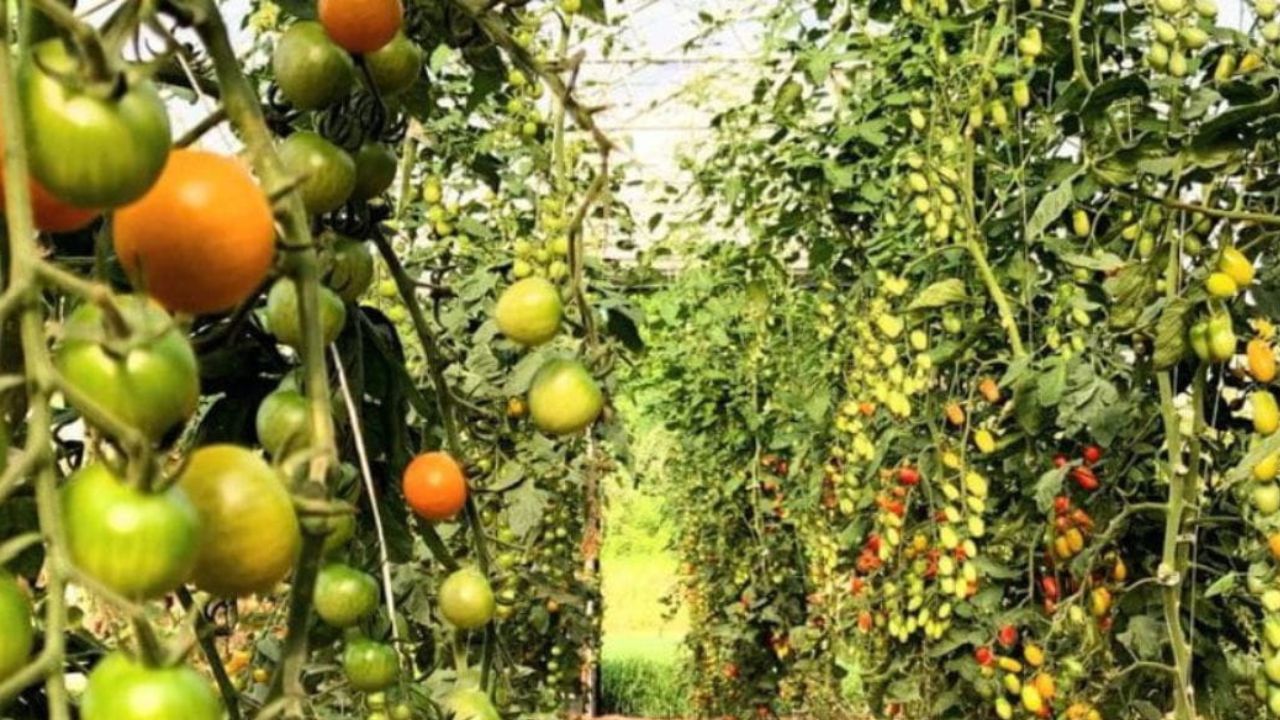 Fabriquer un toit pour tomates