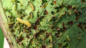Vers dans mes plantes d’intérieur