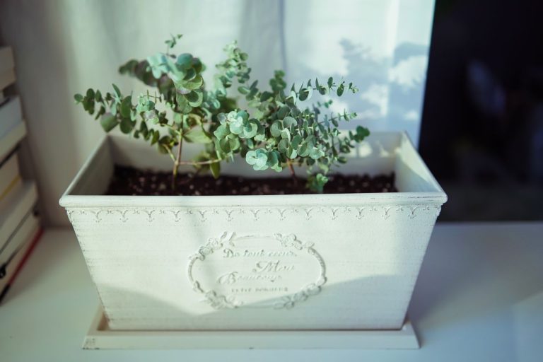Inconvénients de l’Eucalyptus gunnii