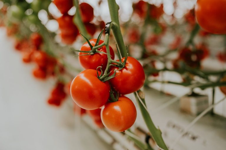 Tomates les plus productives