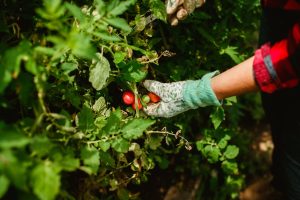 Enlever les gourmands des tomates