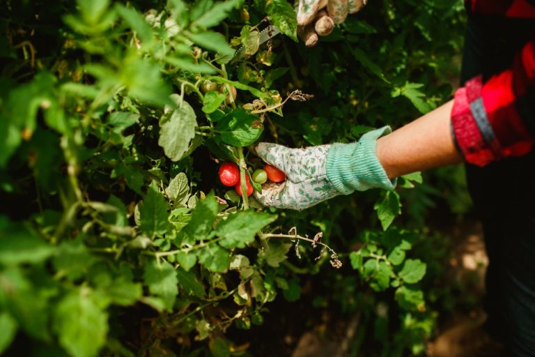 Enlever les gourmands des tomates