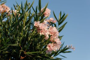 Sauver un laurier-rose aux feuilles jaunes