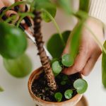 Pilea ne pousse pas