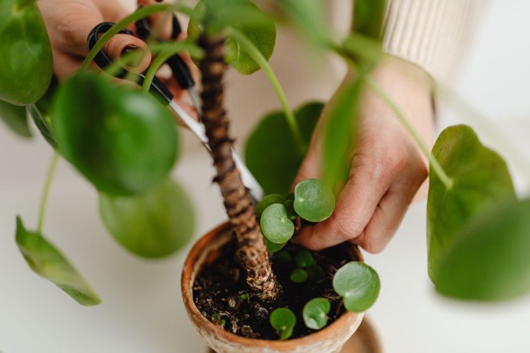 Pilea ne pousse pas