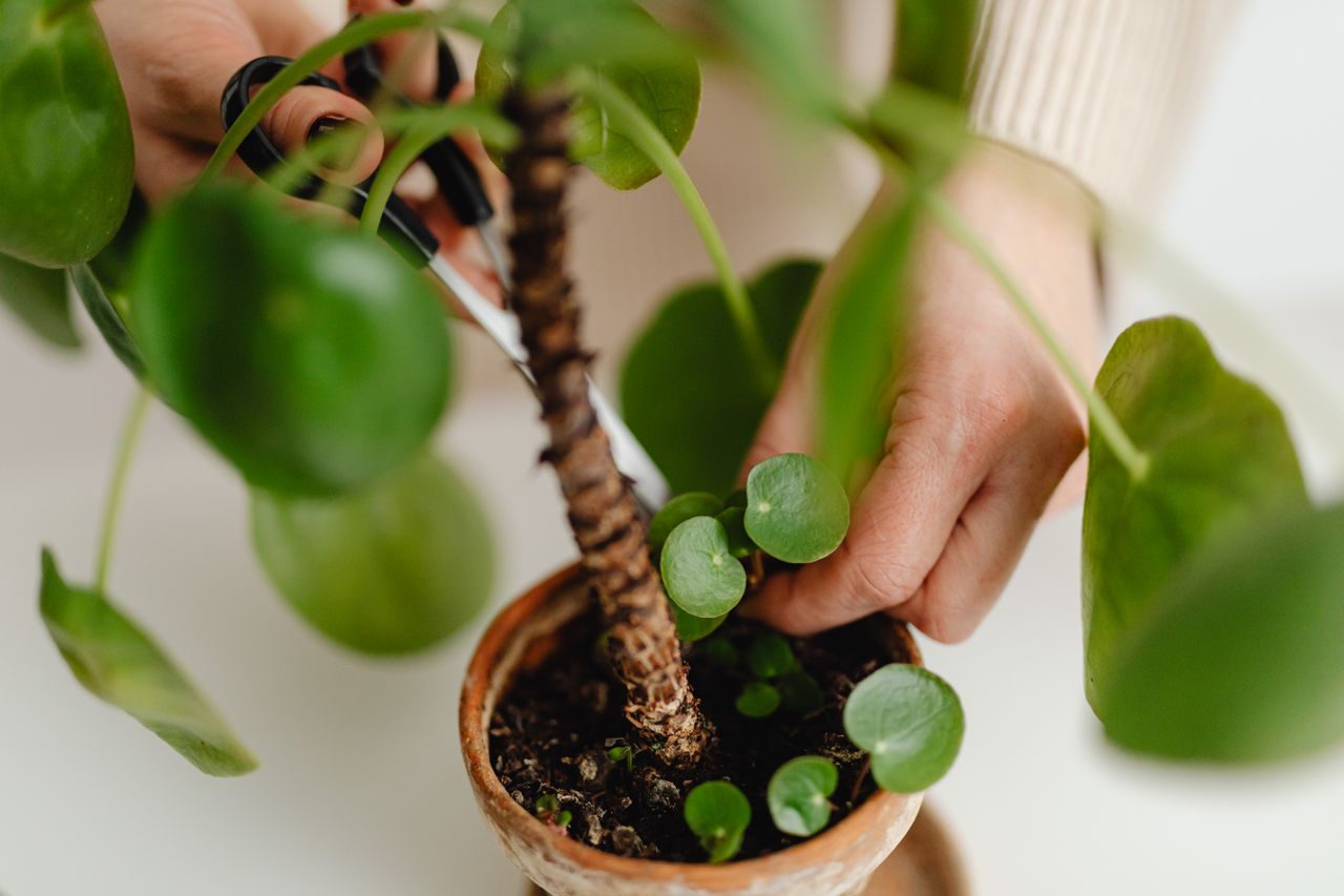 Pilea ne pousse pas