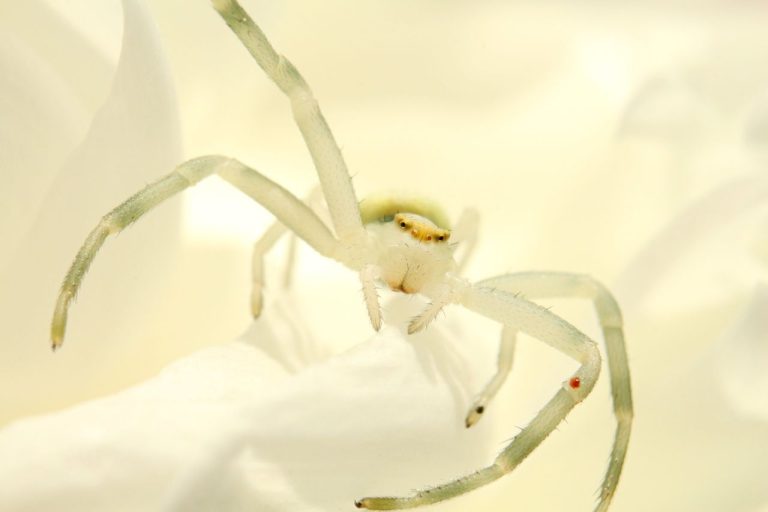 Araignée blanche