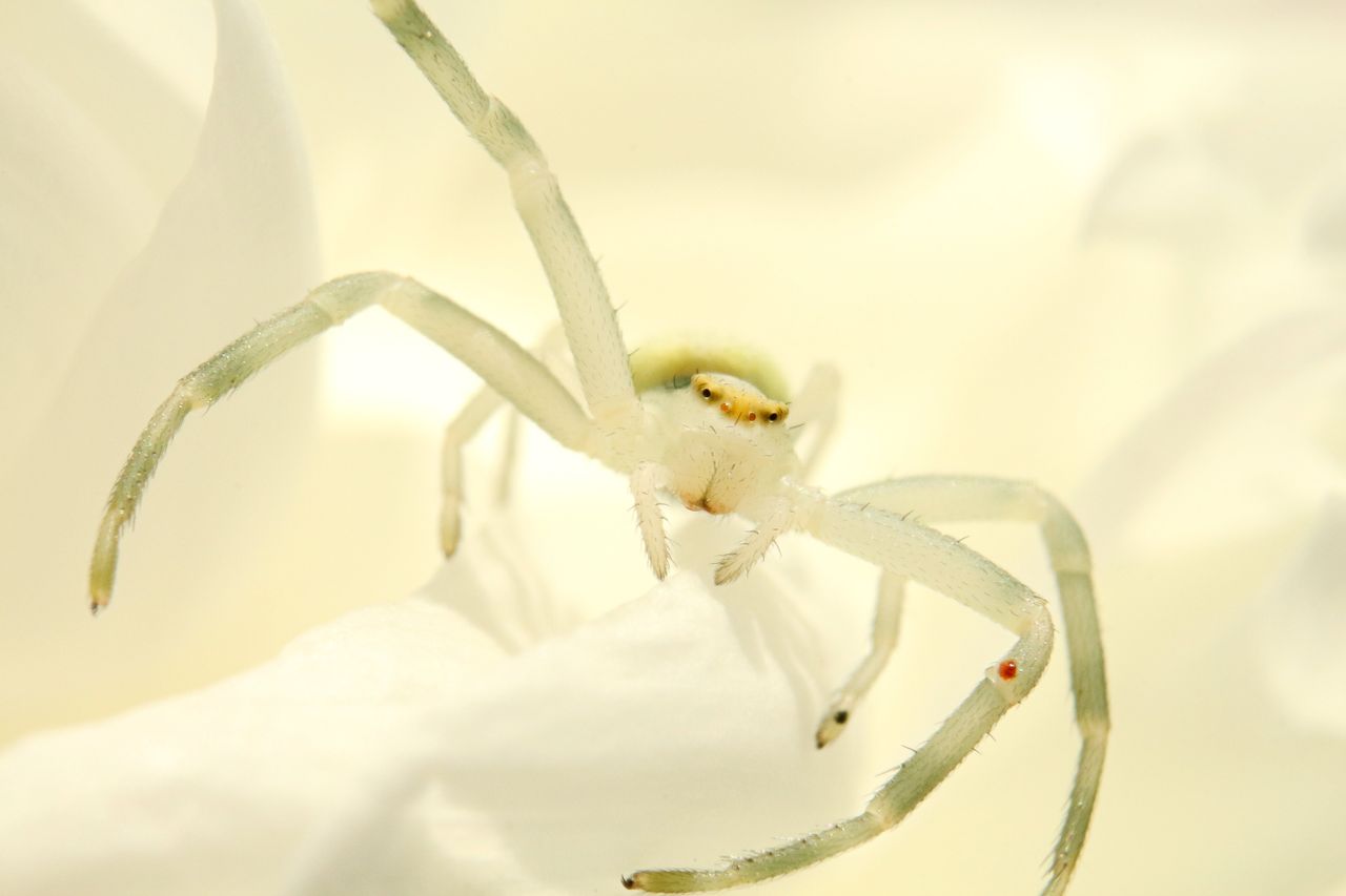 Araignée blanche