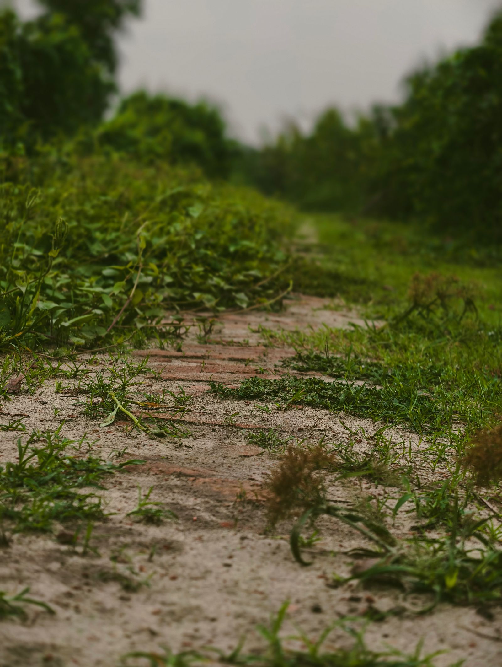 Chemin naturel au cœur d’un jardin