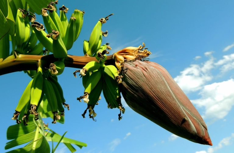 Faire fleurir un bananier