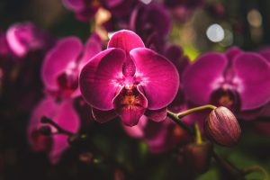 Tailler une orchidée
