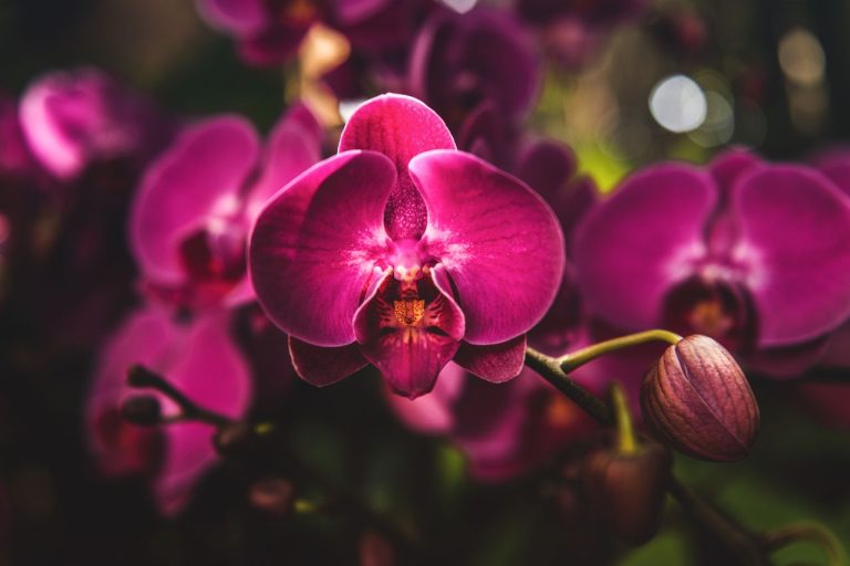Tailler une orchidée