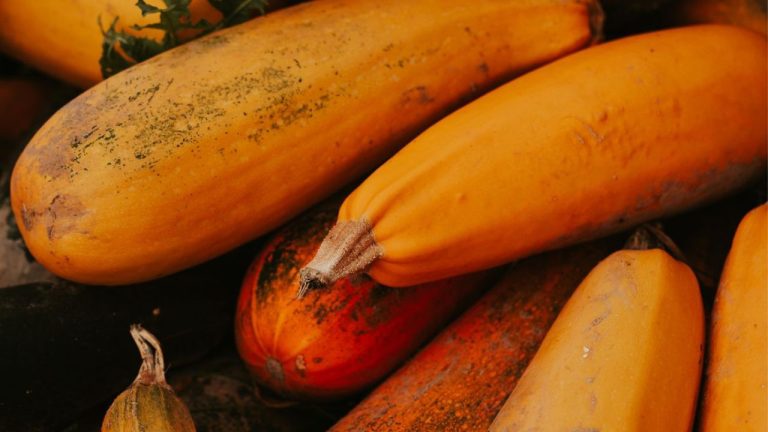 Courgette orange